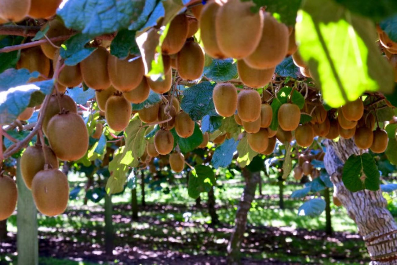 Kiwifruit-orchard